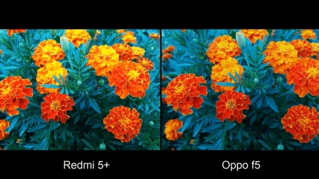 红米5 Plus 与 Oppo F5 相机画质测试对比