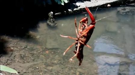 农村小伙钓小龙虾, 一分钟上一个, 这样钓法坐一下午能钓一桶!