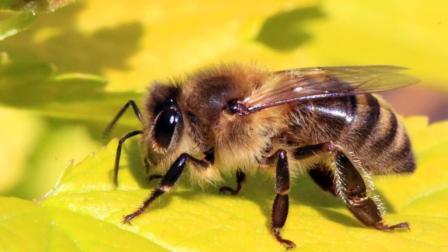 蜜蜂饲养管理专业用语（蜜蜂饲养管理术语）