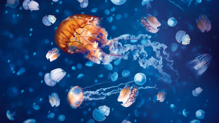 海水酸化后，盒水母成为最大的受益者，或将称霸海洋？