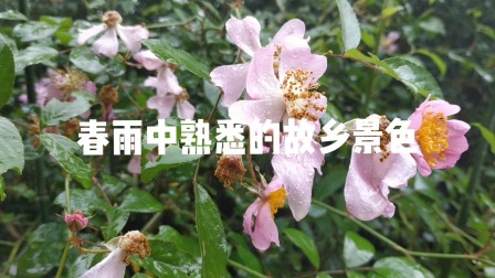 野蔷薇简谱_韩国歌曲野蔷薇花简谱