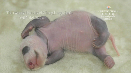 42.8g的奇迹——全球出生体重最轻的大熊猫幼崽