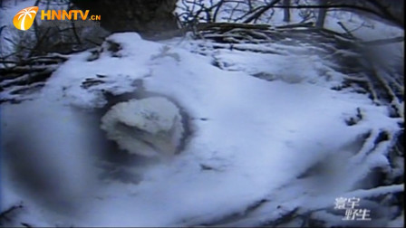 母白头海雕被雪掩埋，它在雪堆下一动不动，拼命的呼喊丈夫来帮忙