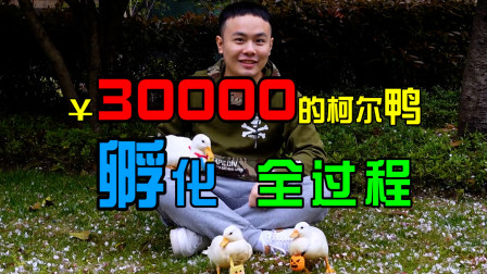 柯尔鸭成长记，价值30000块的柯尔鸭孵化过程实录