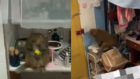 猴子闯进贵州一女生宿舍连吃带拿，网友：是山大王没错了