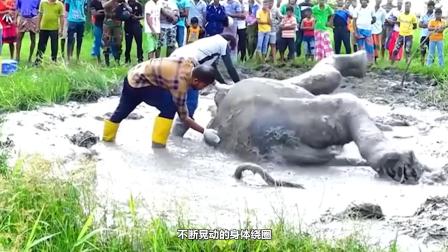 五吨大象陷进泥潭生命垂危，全村出动齐心救援，结局皆大欢喜