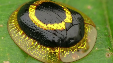 传说中的黄金龟甲虫，真的带黄金吗？