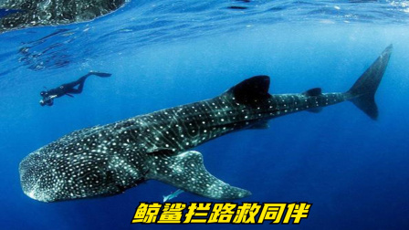 鲸鲨为救同伴缠住潜水员，不惧危险出手相助，结局皆大欢喜。