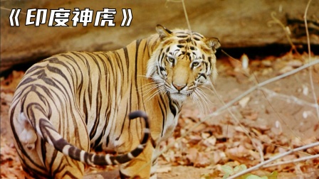 猛男大战猛虎，年度最燃印度神作（上）