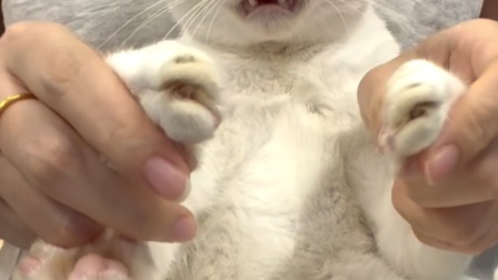 当你慢放小猫的声音......