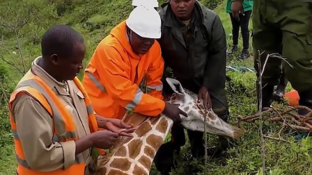 长颈鹿的脖子感染病变，救援人员冒死抢救