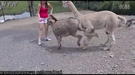 驴马配种视频高清看驴 真实的
