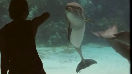 生活出出有真情！一只被体操逗乐的海豚