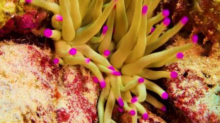 潜入深海，探索海洋生物的秘密世界 (33)