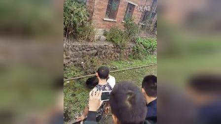 杜高对藏獒