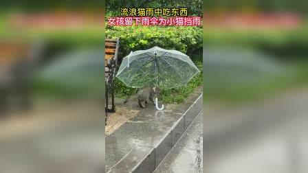 暖心！流浪猫雨中吃东西 女孩留下雨伞为小猫挡雨