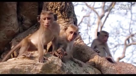 迪士尼自然纪录片《猴子王国》幕后揭秘