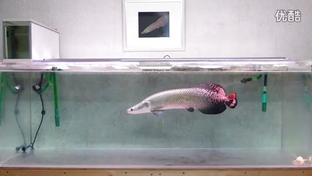 ピラルクー66センチロングムービー ピラルク 大型魚 古代魚 海象鱼