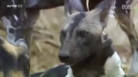 自然纪录片《非洲野犬的草原生存战斗》