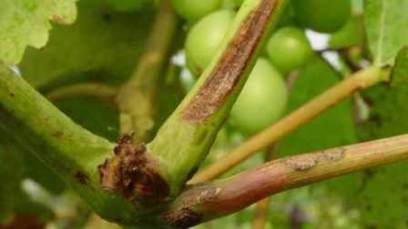 葡萄常见病虫害及葡萄园管理总结