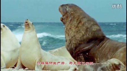 哺乳动物大观园（7）从陆地重返大海的动物
