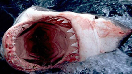 海底大猎杀 将一切撕碎的大白鲨
