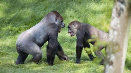 异性黑猩猩的亲密行为不是为了繁衍后代, 而是团结群体!