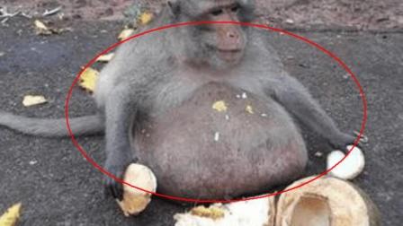 泰国一只猴子胖成球, 除了吃还是吃