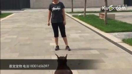 北京恩宠 宠物训练 狗狗训练 宠物学校 在线观看