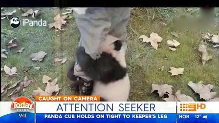 这段熊猫抱饲养员大腿的视频火到了国外, 太萌了!