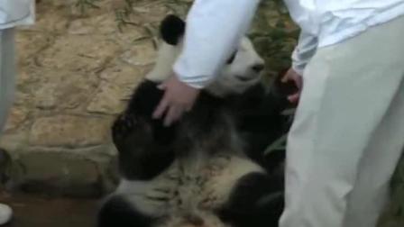 饲养员来喂奶, 大熊猫玩的一手滑楼梯, 这智商都快成精了
