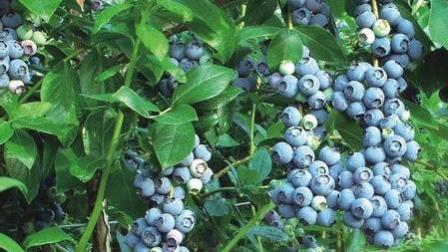 蓝莓种植技术 蓝莓品种介绍及选择 蓝莓疾病预防防治 蓝莓丰产技术