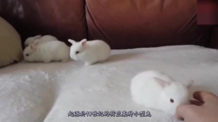 世界上最小最可爱的兔子, 比手掌还小!