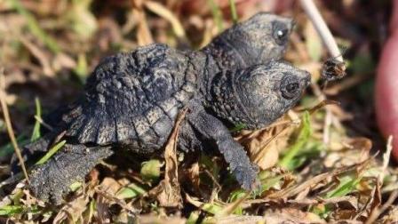 女子觉得草堆中有异样: 蹲下看到一只双头鳄龟