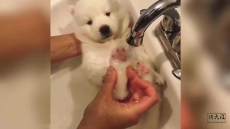 一言不合就给白色的哈士奇小狗洗澡, 让它舒服的不要不要的, 萌萌哒