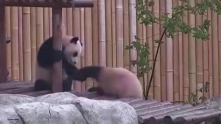 加拿大多伦多动物园爆熊猫翻滚视频 萌翻网友