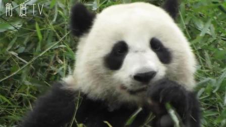 租借一只大熊猫需要什么条件? 各国总统以租到熊猫为政绩!