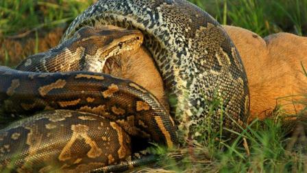 实拍蟒蛇吞一只鹿, 狮子秒杀过来抢食