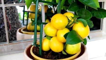 吃过的柠檬籽不要扔, 在家也能种出果实累累的柠檬树