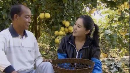 农村大叔种植柠檬树, 亩年产量1~2吨, 60多亩地卖到七八十万元