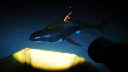 【虾米】荒岛求生EP4, 夜战鲨鱼王！（第二季）
