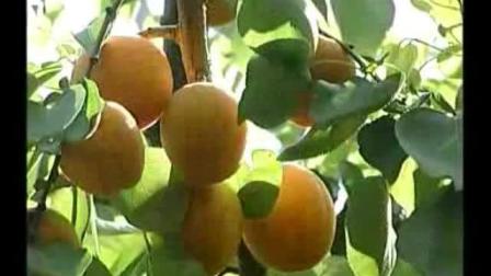 杏树种植技术 杏树种植收益 栽培管理 疾病防治及用药管理