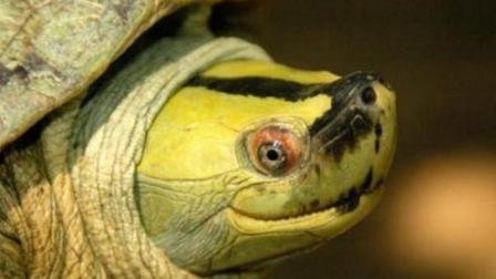 世界八大名龟排行, 云南闭壳龟排名第一, 中国龟入选三位