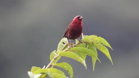 好漂亮的红色小鸟叫声, 引来各地的拍鸟爱好者前来拍摄