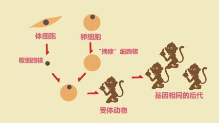新京报动新闻 世界首例体细胞克隆猴在中国诞生 动画揭有何意义