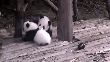 两只萌萌哒熊猫宝宝打架, 看起来就像两个汤圆团子在厮杀