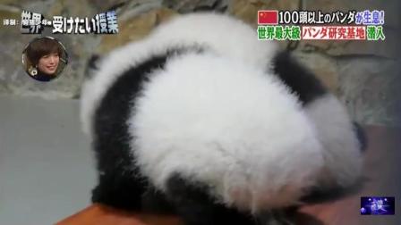 日本人去熊猫基地看到糯米团子简直萌化了, 这估计是他们最想学的一课~