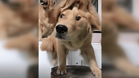 主人问金毛我的脚臭不臭, 金毛马上拿盆要给她