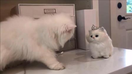 可爱波斯猫和玩具猫, 波斯猫: 小可爱你怎么不和我玩呢?