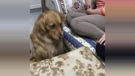 主人问金毛我的脚臭不臭, 金毛马上拿盆要给她